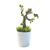 Roślinka z figurką Guardians of the Galaxy - Groot (świeci w ciemności) 18 cm