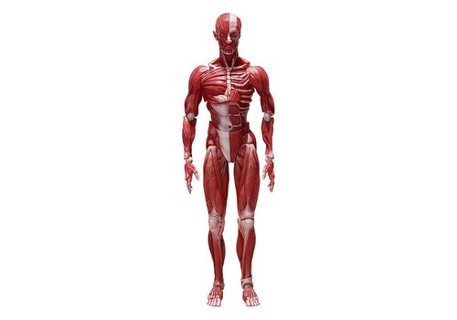 Figurka Original Character Figma - Human Anatomical Model