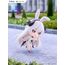 Mini figurka Stella Sora Tenitol Mini - Virigia (Bunny)- Zdjęcie 8
